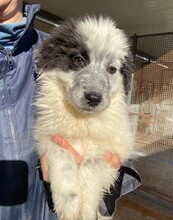 ALICE, Hund, Mischlingshund in Italien