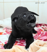 HOLLO, Hund, Mischlingshund in Ungarn