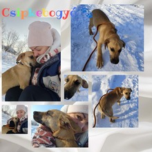 CSIPKEBOGYO, Hund, Mischlingshund in Ungarn