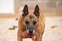 BAKS, Hund, Schäferhund in München