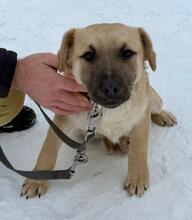 KIWI, Hund, Mischlingshund in Ungarn