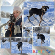 KÖRTE, Hund, Mischlingshund in Ungarn