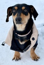 CSINGILING, Hund, Mischlingshund in Ungarn