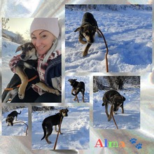 ALMA, Hund, Mischlingshund in Ungarn