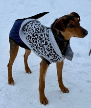 KINCS, Hund, Mischlingshund in Ungarn