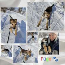 FÜGE, Hund, Mischlingshund in Ungarn