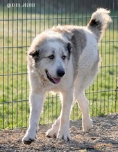 MACILACI, Hund, Mischlingshund in Ungarn