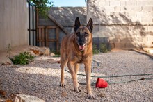 BEN, Hund, Schäferhund in München