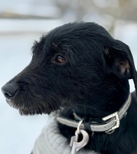 OREO, Hund, Mischlingshund in Ungarn