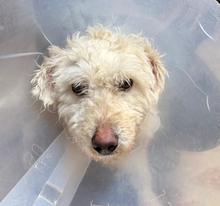 DUNDI, Hund, Mischlingshund in Ungarn