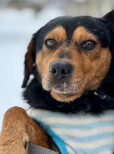 TIPLI, Hund, Mischlingshund in Ungarn