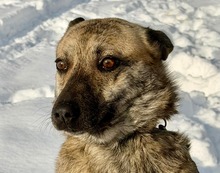 SUZY, Hund, Mischlingshund in Ungarn