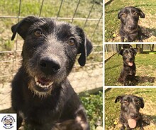 VADVIRAG, Hund, Mischlingshund in Ungarn