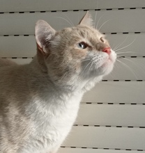 PASTEL, Katze, Siam-Europäisch Kurzhaar-Mix in Spanien