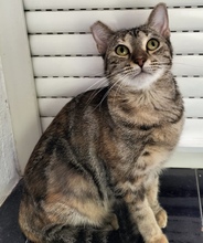 TAMARA, Katze, Europäisch Kurzhaar in Spanien