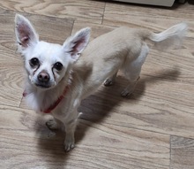 AXEL, Hund, Chihuahua in Spanien