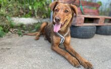 PEARLY, Hund, Mischlingshund in Kevelaer