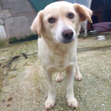 MIRKA, Hund, Mischlingshund in Griechenland