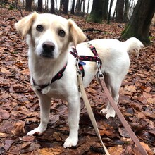 MIRKA, Hund, Mischlingshund in Rodenbach