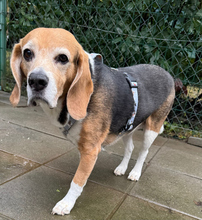 MIMI, Hund, Beagle-Mix in Kroatien