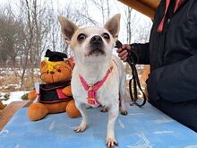 ZSUZSI, Hund, Chihuahua(-Mix?) in Ungarn