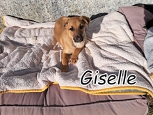 GISELLE, Hund, Mischlingshund in Portugal