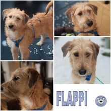 FLAPPI, Hund, Mischlingshund in Waldbrunn