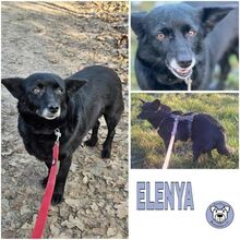 ELENYA, Hund, Mischlingshund in Ribnitz-Damgarten