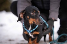 FIERO, Hund, Kurzhaardackel in Ungarn