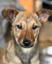 WANDA, Hund, Mischlingshund in Rumänien