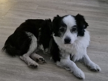 MATHI, Hund, Mischlingshund in Waghäusel