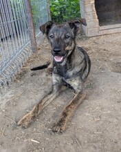 WENDY, Hund, Mischlingshund in Rumänien