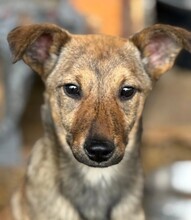 WYNIA, Hund, Mischlingshund in Rumänien