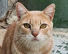 TOMMY, Katze, Europäisch Kurzhaar in Rösrath