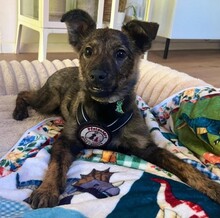 WINNIE, Hund, Mischlingshund in Freiensteinau