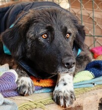 VIANA, Hund, Mischlingshund in Rumänien
