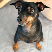 BALU, Hund, Zwergrehpinscher in Berlin