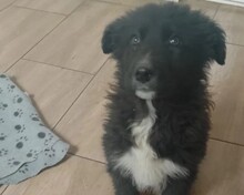 VEGA, Hund, Mischlingshund in Rumänien