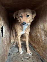 KIMBA, Hund, Mischlingshund in Hersbruck