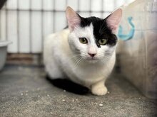 DENISE, Katze, Europäisch Kurzhaar in Philippsburg