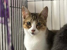 DICE, Katze, Europäisch Kurzhaar in Sinzing