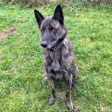 COSMO, Hund, Hollandse Herder in Eslohe