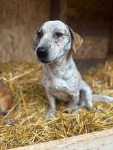 ALMA, Hund, Mischlingshund in Rumänien