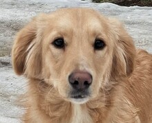 BATTY, Hund, Mischlingshund in Rumänien