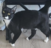 YLVI, Katze, Europäisch Kurzhaar in Elmshorn