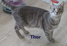 THOR, Katze, Europäisch Kurzhaar in Elmshorn