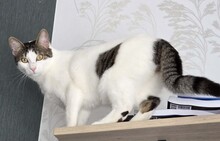 DIDI, Katze, Europäisch Kurzhaar in Elmshorn