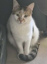 LIZY, Katze, Europäisch Kurzhaar in Elmshorn