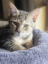 MRVA, Katze, Europäisch Kurzhaar in Icking