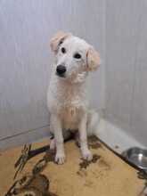 ADELE, Hund, Mischlingshund in Italien